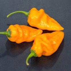 Bonda Ma Jacques Pepper Seeds (Non-Isolated)(Bonda Ma Jacques Pepper Seeds) -Pepper Joe shop BondamaJacques1