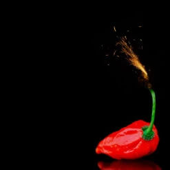 Box Of Dynamite Super Hot Seed Collection(Box Of Dynamite)