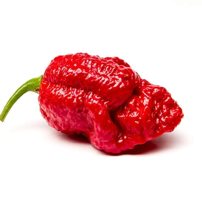 Red Scotch Brain Strain Pepper Seeds (7 Pot Strain)(Brain Strain Hot Pepper) 3 Red Scotch Brain Strain Pepper Seeds (7 Pot Strain)(Brain Strain Hot Pepper)