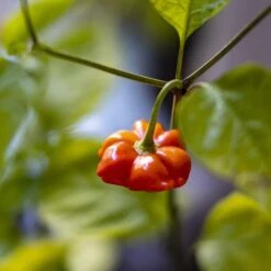 Brazilian Starfish Pepper Seeds(Brazilian Starfish Pepper Seeds)