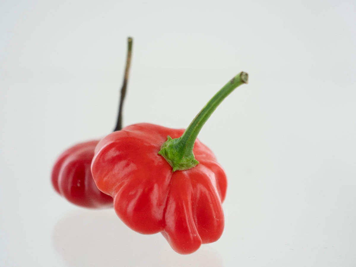 Brazilian Starfish Pepper Seeds(Brazilian Starfish Pepper Seeds) 4 Brazilian Starfish Pepper Seeds(Brazilian Starfish Pepper Seeds) - Image 2