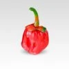 Bubblegum 7 Pot Pepper Seeds(Bubblegum Pepper) -Pepper Joe shop Bubblegum