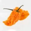 Bubblegum 7 Pot X SRTSL Orange Pepper Seeds(Bubblegum 7 Pot X Srtsl Orange Pepper Seeds) -Pepper Joe shop Bubblegum 7 Pot X SRTSL Orange.01