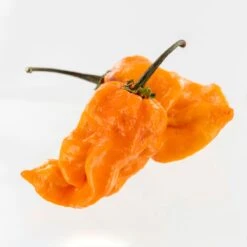 Bubblegum 7 Pot X SRTSL Orange Pepper Seeds(Bubblegum 7 Pot X Srtsl Orange Pepper Seeds)