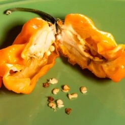 Bubblegum 7 Pot X SRTSL Orange Pepper Seeds(Bubblegum 7 Pot X Srtsl Orange Pepper Seeds) -Pepper Joe shop Bubblegum 7 Pot X SRTSL Orange.03