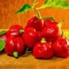 Butch "T" Trinidad Scorpion Seeds(Butch T Trinidad Scorpion) 1 Butch "T" Trinidad Scorpion Seeds(Butch T Trinidad Scorpion) -Pepper Joe shop ButchTScorpion