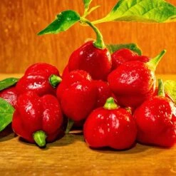 Butch "T" Trinidad Scorpion Seeds(Butch T Trinidad Scorpion)