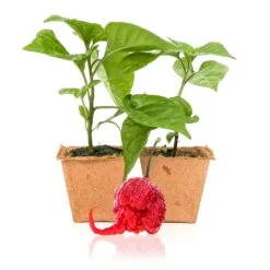 Carolina Reaper Pepper Plants - Live Seedlings for Home Growing