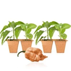 Peach Carolina Reaper Live Pepper Plants - Ultra-Hot Fruity Seedlings -Pepper Joe shop CaliforniaReaper4Pack