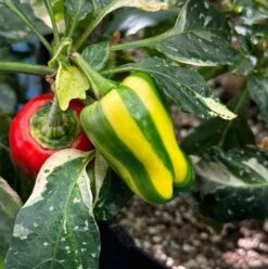 Candy Cane Pepper Seeds(Candy Cane Pepper Seeds)