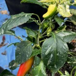 Candy Cane Pepper Seeds(Candy Cane Pepper Seeds) -Pepper Joe shop Candy Cane Pepper.04