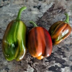 Candy Cane Pepper Seeds(Candy Cane Pepper Seeds) -Pepper Joe shop Candy Cane Pepper.05