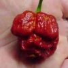 Caramel Trinidad Scorpion Moruga Seeds(Caramel Trinidad Scorpion Moruga) -Pepper Joe shop Caramel Moruga