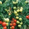 Carmello Hybrid Tomato Seeds(Carmello Hybrid Tomato Seeds) 2 Carmello Hybrid Tomato Seeds(Carmello Hybrid Tomato Seeds) -Pepper Joe shop CarmelloTomatoJPG