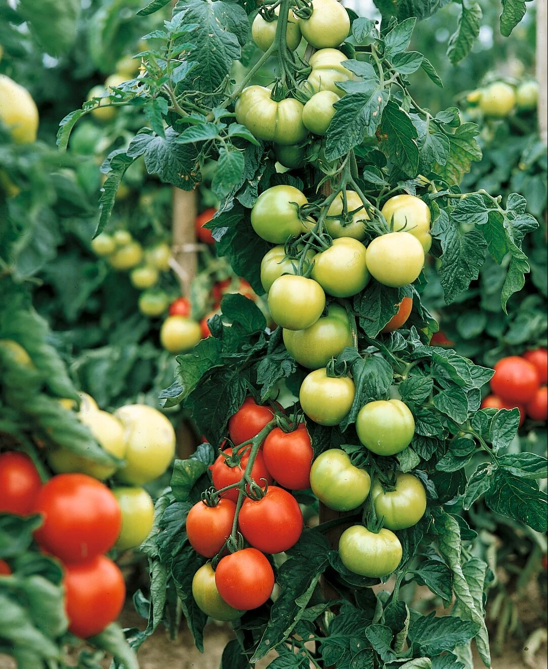 Carmello Hybrid Tomato Seeds(Carmello Hybrid Tomato Seeds) 3 Carmello Hybrid Tomato Seeds(Carmello Hybrid Tomato Seeds)