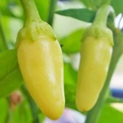 Cascabella Pepper Seeds(Cascabella Pepper Seeds)