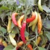 Challeano Pepper Seeds(Challeano Pepper Seeds) 2 Challeano Pepper Seeds(Challeano Pepper Seeds) -Pepper Joe shop Challeano