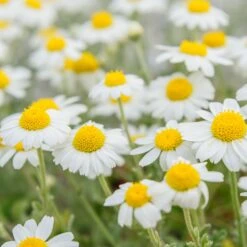 Chamomile Bodegold Seeds(Seeds Chamomile)