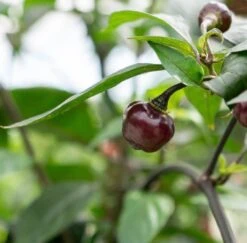 Cheiro Roxa Pepper Seeds(Cherio Roxa Pepper Seeds)