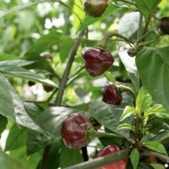 Cheiro Roxa Pepper Seeds(Cherio Roxa Pepper Seeds) -Pepper Joe shop Cheiro Roxa Pepper.02