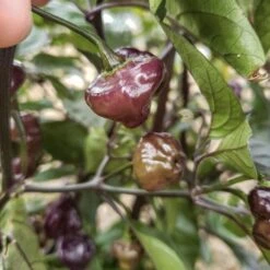 Cheiro Roxa Pepper Seeds(Cherio Roxa Pepper Seeds) -Pepper Joe shop Cheiro Roxa Pepper.04