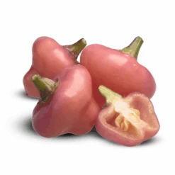 Cheiro Roxa Pepper Seeds(Cherio Roxa Pepper Seeds) -Pepper Joe shop CheiroRoxa