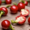 Cherry Mini Hot F1 Pepper Seeds(Cherry Mini Hot F1 Pepper Seeds) 1 Cherry Mini Hot F1 Pepper Seeds(Cherry Mini Hot F1 Pepper Seeds) -Pepper Joe shop Cherry Hot Mini