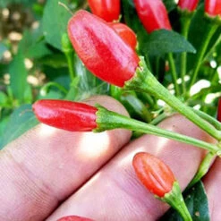Chili Tepin Pepper Seeds(Chili Tepin Pepper Seeds)