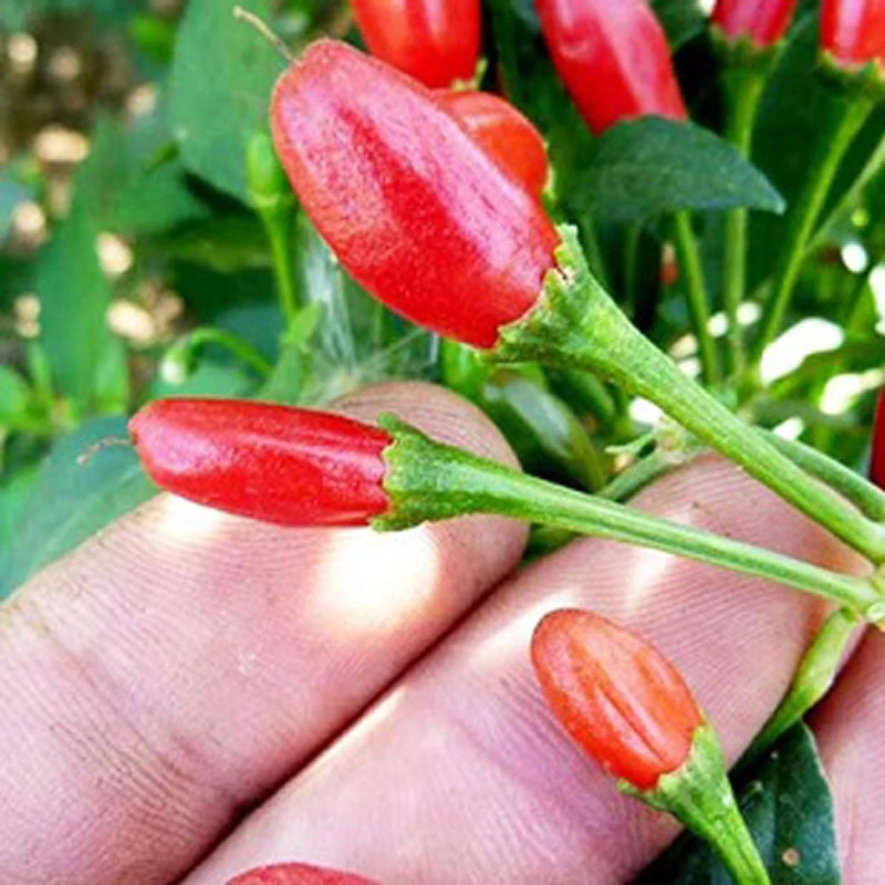 Chili Tepin Pepper Seeds(Chili Tepin Pepper Seeds) 3 Chili Tepin Pepper Seeds(Chili Tepin Pepper Seeds)