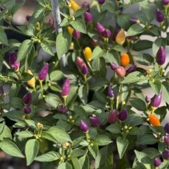 Chinese 5 Color Pepper Seeds(Chinese 5 Color Pepper Seeds)