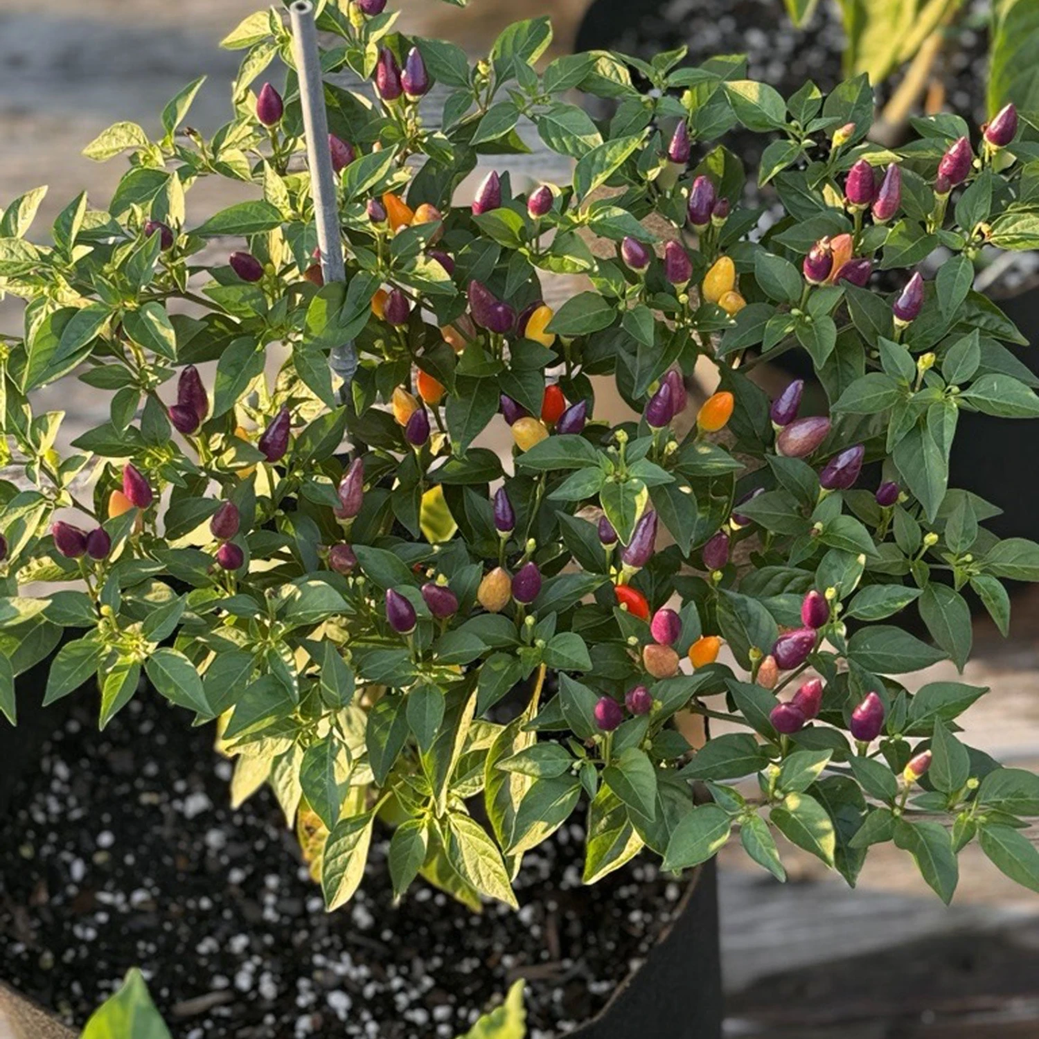 Chinese 5 Color Pepper Seeds(Chinese 5 Color Pepper Seeds) 4 Chinese 5 Color Pepper Seeds(Chinese 5 Color Pepper Seeds) - Image 2