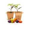 Chinese 5 Color Pepper Plants(Chinese 5 Color Pepper Plants) -Pepper Joe shop Chinese5Color