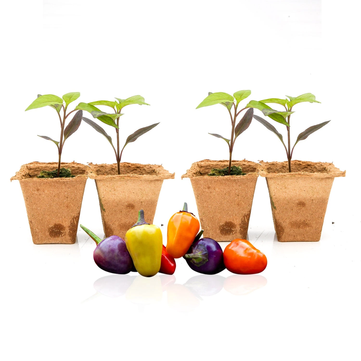 Chinese 5 Color Pepper Plants(Chinese 5 Color Pepper Plants) 4 Chinese 5 Color Pepper Plants(Chinese 5 Color Pepper Plants) - Image 2