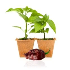 Chocolate Ghost Pepper Plants(Chocolate Ghost Live Plants)