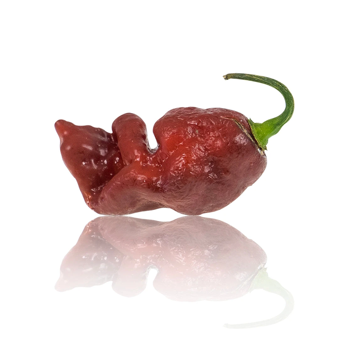 Chocolate Gator Jigsaw Chili Pepper Seeds(Chocolate Gator Jigsaw Chili Pepper Seeds) 5 Chocolate Gator Jigsaw Chili Pepper Seeds(Chocolate Gator Jigsaw Chili Pepper Seeds) - Image 3