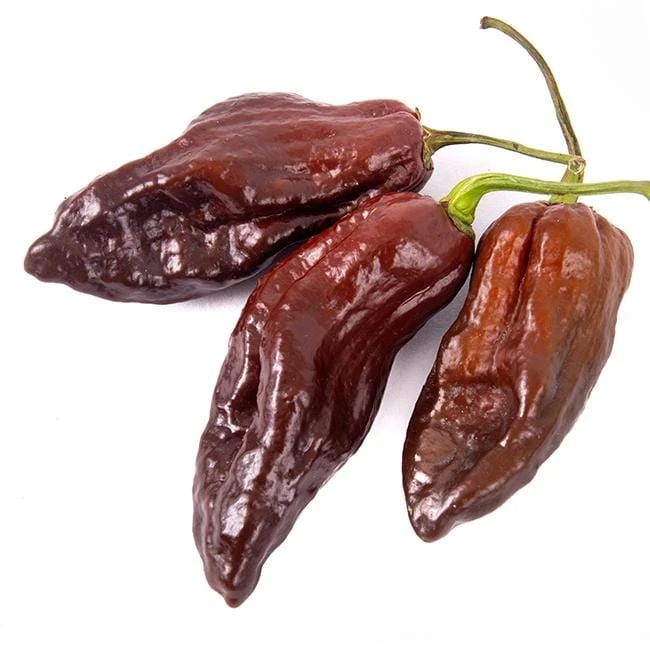 Chocolate Bhutlah Pepper Seeds(Chocolate Bhutlah Seeds 1) 4 Chocolate Bhutlah Pepper Seeds(Chocolate Bhutlah Seeds 1) - Image 2