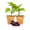 Chocolate Reaper Pepper Plants: Live Super Hot Chili Seedlings -Pepper Joe shop ChocolateReaper