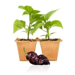 Chocolate Reaper Pepper Plants: Live Super Hot Chili Seedlings