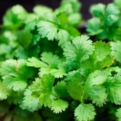Cruiser Cilantro Seeds(Cruiser Cilantro Seeds)