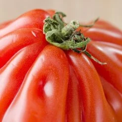 Costoluto Genovese Tomato Seeds(Castoluto Genovese Tomato) -Pepper Joe shop CostolutoGenoveseTomato2
