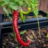 Cow Horn Pepper Seeds(Cow Horn Pepper Seeds) -Pepper Joe shop Cow Horn Pepper.01