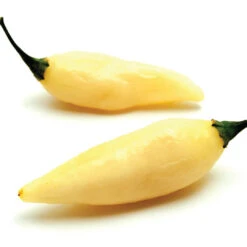 Coyote Zan White Chili Pepper Seeds(Coyote Zan White Chili Pepper Seeds)