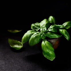 Culinary Herb Seed Collection(Culinary Herb Seed Collection)