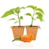 Datil Pepper Live Plants | St. Augustine Heirloom Seedlings -Pepper Joe shop Datil