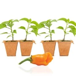 Datil Pepper Live Plants | St. Augustine Heirloom Seedlings -Pepper Joe shop Datil4Pack