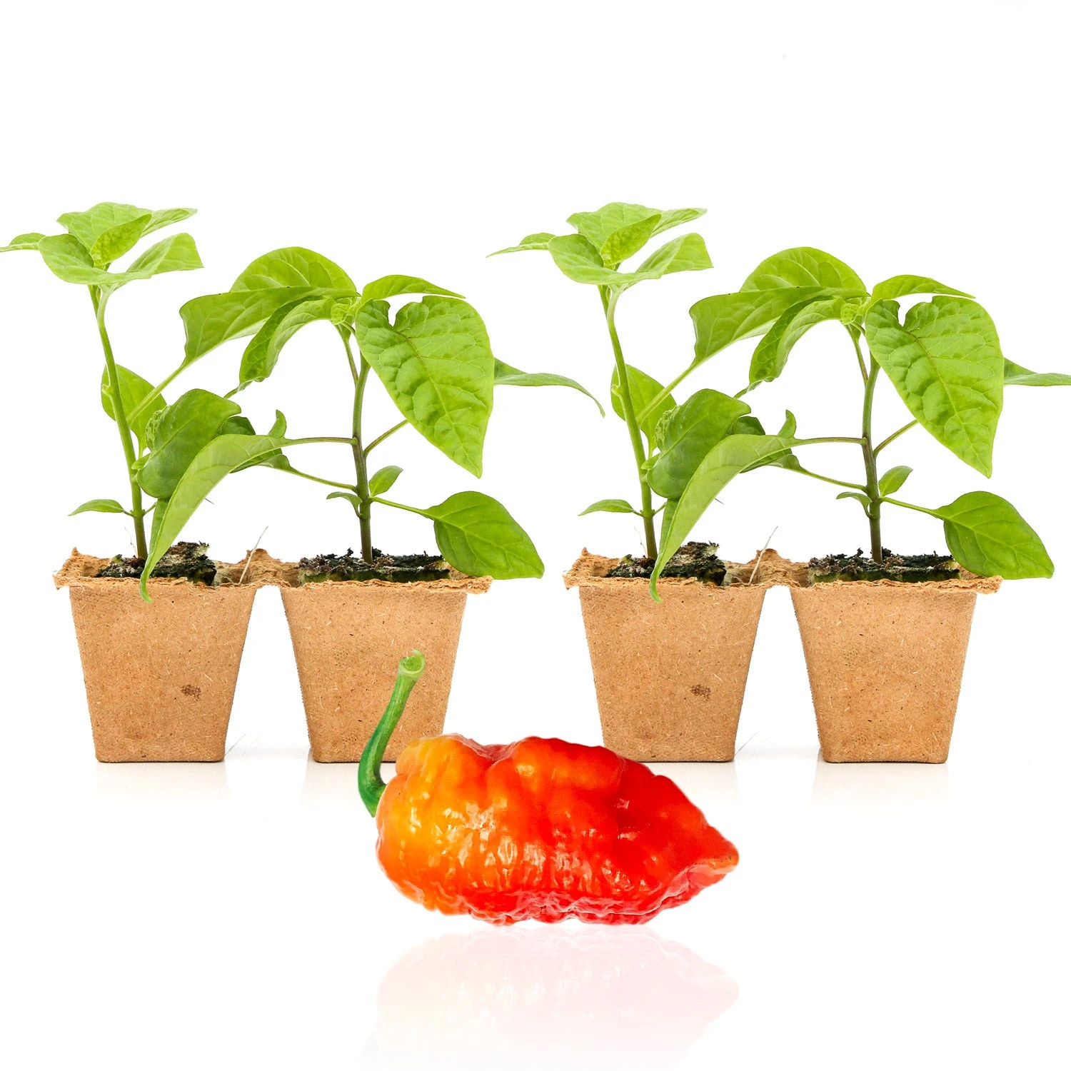 Death Spiral Super-Hot Live Pepper Plants - Rare Chili Seedlings 4 Death Spiral Super-Hot Live Pepper Plants - Rare Chili Seedlings - Image 2