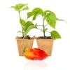 Death Spiral Super-Hot Live Pepper Plants - Rare Chili Seedlings 2 Death Spiral Super-Hot Live Pepper Plants - Rare Chili Seedlings -Pepper Joe shop DeathSpiral 1c00ce90 1edb 495a a9a4 c859dd07e5d7