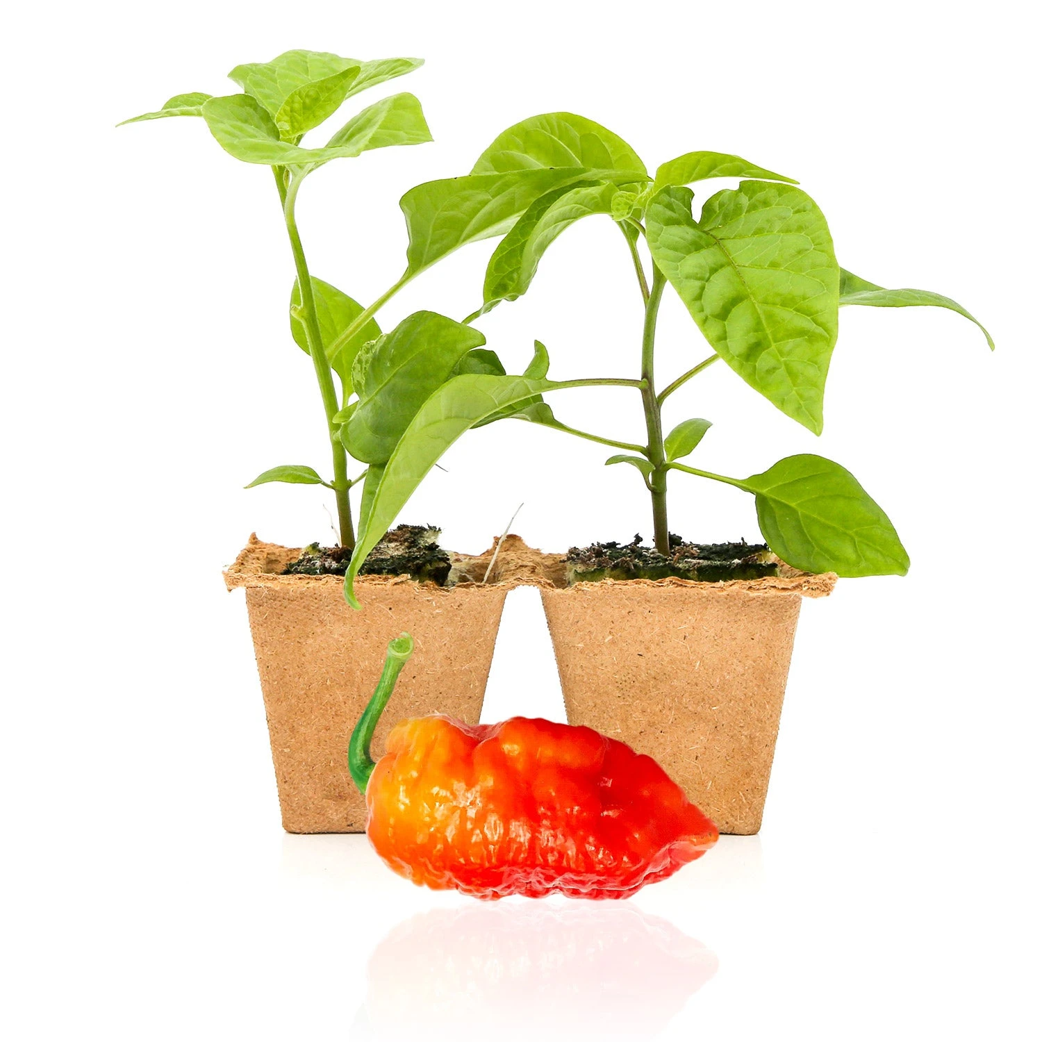 Death Spiral Super-Hot Live Pepper Plants - Rare Chili Seedlings 3 Death Spiral Super-Hot Live Pepper Plants - Rare Chili Seedlings