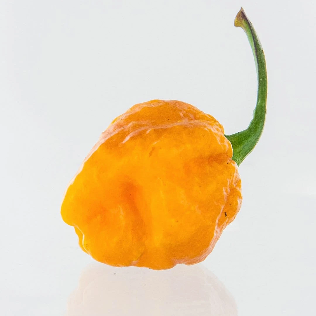 7 Pot Jonah X Pimienta De Neyde (7JPN) Pepper Seeds(7jpn Pepper Seeds) 3 7 Pot Jonah X Pimienta De Neyde (7JPN) Pepper Seeds(7jpn Pepper Seeds)