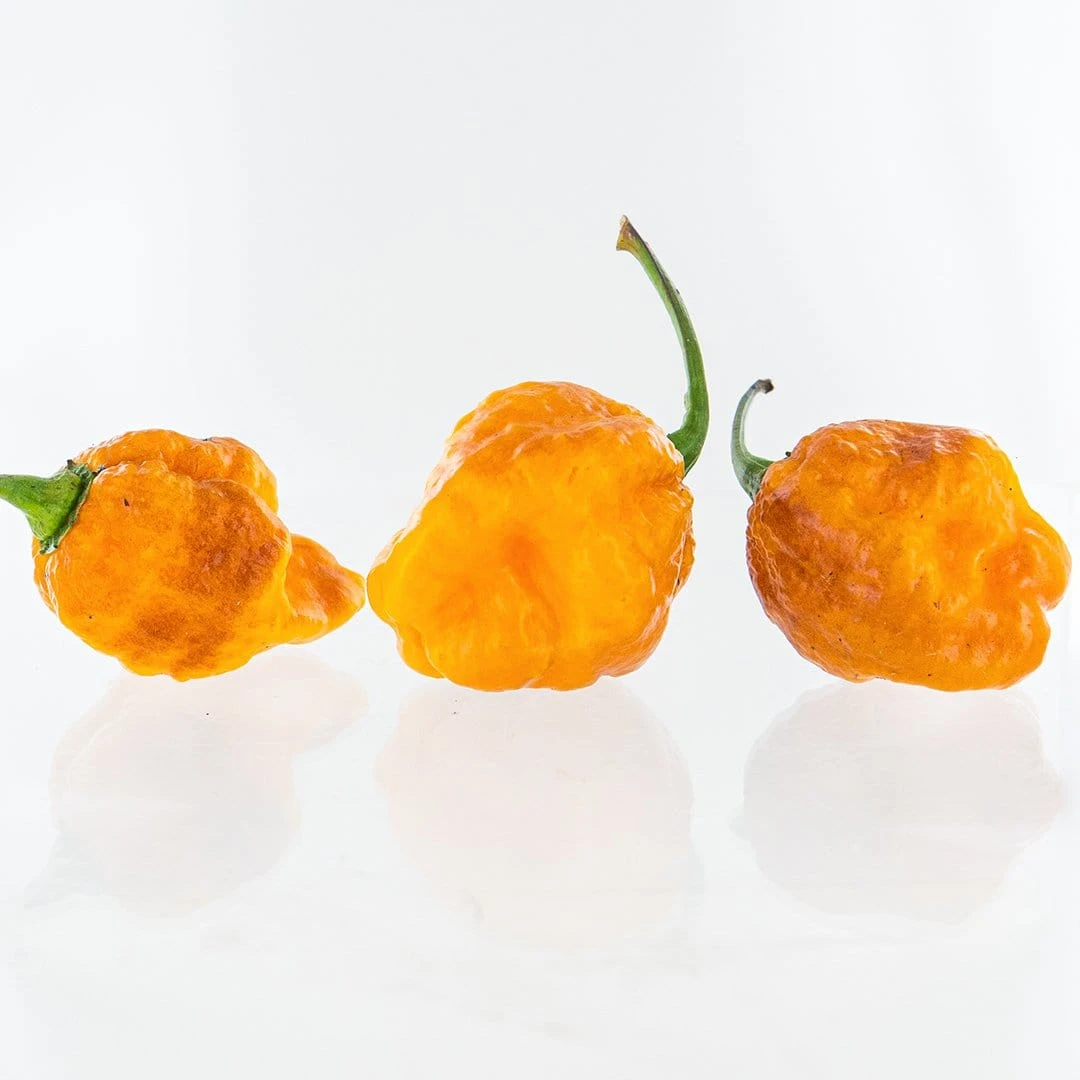 7 Pot Jonah X Pimienta De Neyde (7JPN) Pepper Seeds(7jpn Pepper Seeds) 4 7 Pot Jonah X Pimienta De Neyde (7JPN) Pepper Seeds(7jpn Pepper Seeds) - Image 2